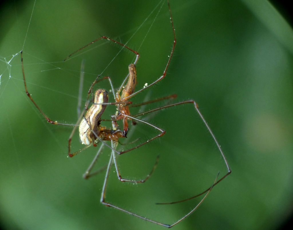 Tetragnatha sp., femmina - Monza (MB)